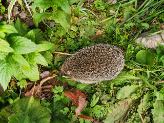 wild hedgehog in the grass