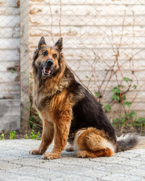 Portrait of a German Shepherd sitting on the pavement, looking away.
