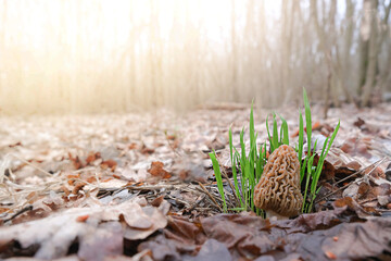 One Morchella mushroom grows in a meadow among the green grass, on a sunny day. High quality photo