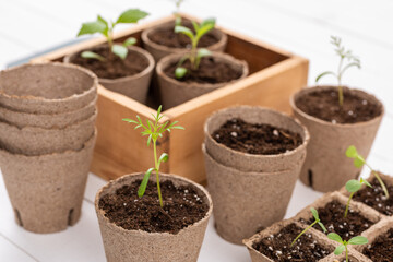 Potted flower seedlings growing in biodegradable peat moss pots on white wooden background. Zero waste, recycling, plastic free gardening concept background.
