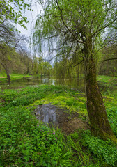 Fototapeta premium Spring picturesque pond in the former Orlovsky estates park, Maliivtsi, Khmelnytsky region, Ukraine.