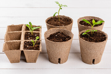 Potted flower seedlings growing in biodegradable peat moss pots on white wooden background. Zero waste, recycling, plastic free gardening concept background.