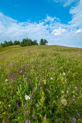 Fototapeta premium Carpathian mountain countryside summer meadows with beautiful wild flowers