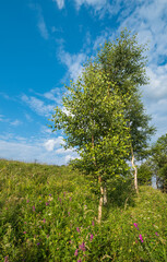 Obraz premium Carpathian mountain countryside summer meadows with beautiful wild flowers