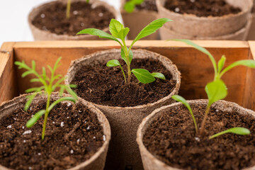 Potted flower seedlings growing in biodegradable peat moss pots on white wooden background. Zero waste, recycling, plastic free gardening concept background.