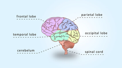 Parts of Human Brain Anatomy With Coloured and Labeled Part