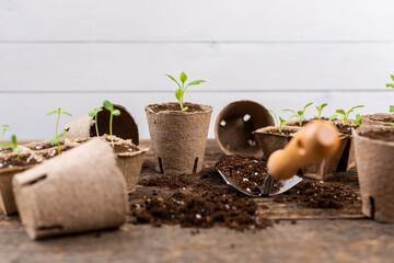 Potted flower seedlings growing in biodegradable peat moss pots on wooden background with copy...