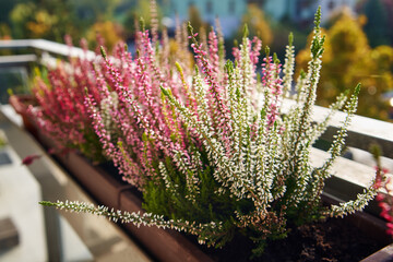 Closeup of fresh white and pink heather plant on a balcony - obrazy, fototapety, plakaty