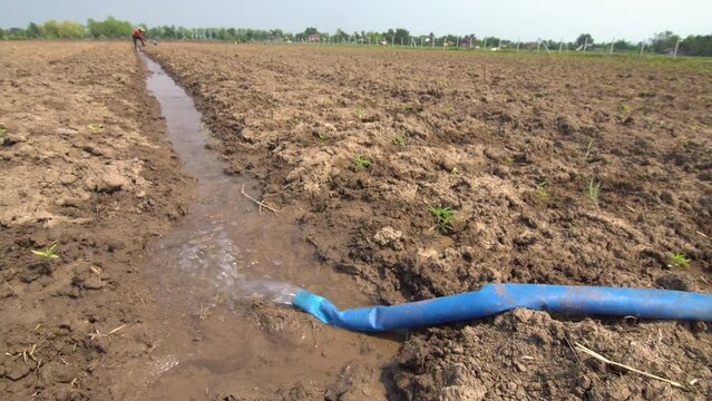 Furrow irrigation in industrial hemp field.