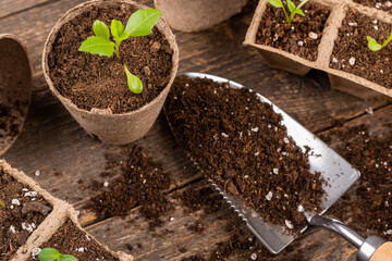 Potted flower seedlings growing in biodegradable peat moss pots. Zero waste, recycling, plastic free concept. Transplanting seedlings top view.