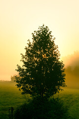 Drzewo o wschodzie słońca