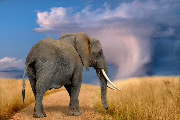 Fototapeta na wymiar Adult elephants walk on the savannah under the stormy sky.