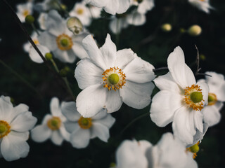 Japanese anemone