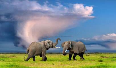 Two adult elephants fight under a stormy sky in the savannah on the green grass. - obrazy, fototapety, plakaty