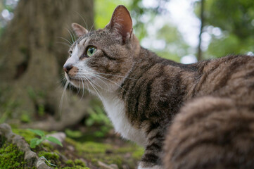 京都の伏見稲荷大社にある森に暮らす猫