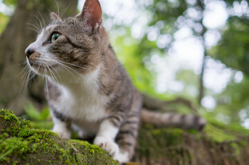 京都 伏見稲荷大社の森に暮らす野良猫