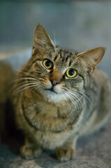 丸い瞳で夜空を見上げる野良猫