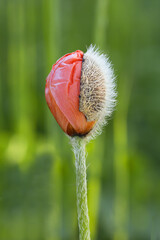 Obraz premium Poppy. Blooming red poppy bud on green defocused background with copy space. Summer wild flower.