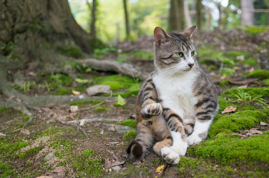 日本の森で自由気ままにくつろぐ猫