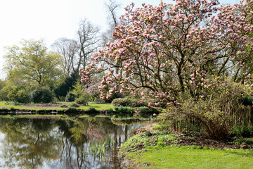 Fototapeta na wymiar the color pink of spring in the park