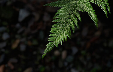 Fototapeta na wymiar light and shadow on the fern leaf