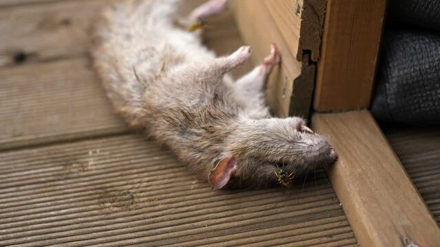 dead rat mouse lying on wooden floor