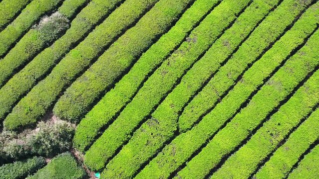 tea plantation in mountain