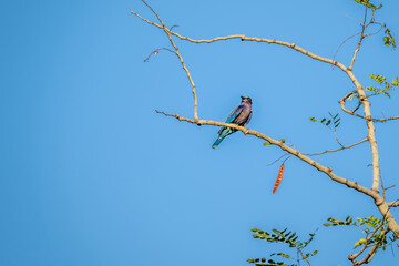 Colorful Indian Roller ( Coracias benghalensis ) perching on dry tree branches, Thailand