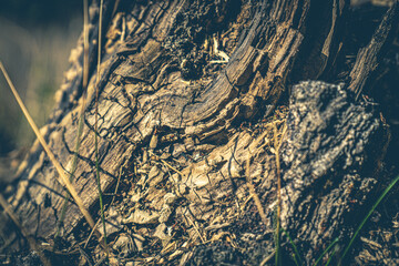 Armeisen auf Baumstumpf