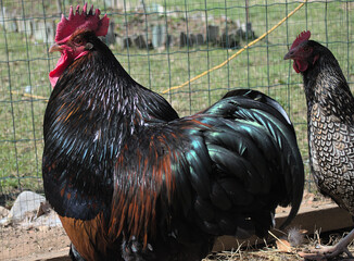 Barnwald's cock and hen