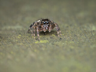 little jumping spider on the mossy wood