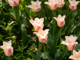 tulips