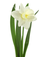 Narcissus flower on white