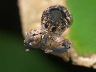 close up willow weevils on the leaf