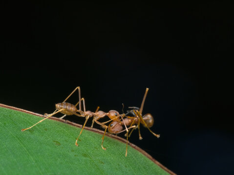 Asian Weaver Ants Bite Other Ant On The Leaf