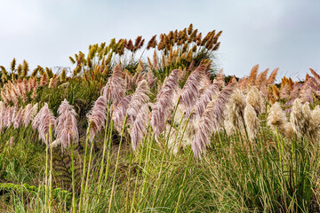 High reeds on the Pacific coast