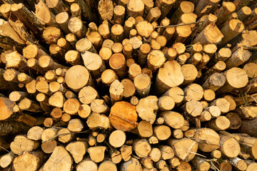 Pile of stacked tree trunks in a forest. Forestry works, no people