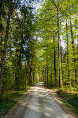 Fototapeta na wymiar Spring forest scene and pathway in Europe. Day time, no people.