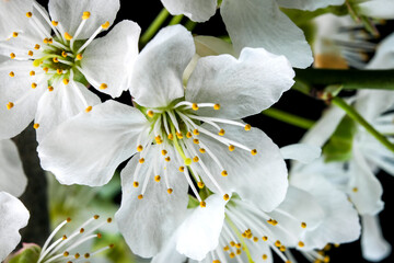 Spring white cherry flowers
