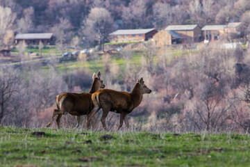 Sunset and deers in Capcir, Cerdagne, Pyrenees, France