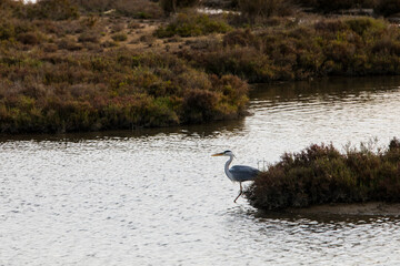 Flamingos in Delta de l'Ebre Nature Park, Tarragona, Spain
