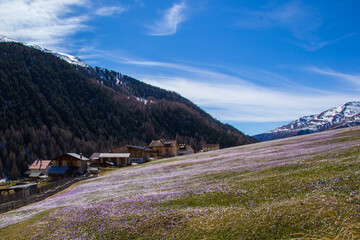 Frühlingserwachen im Langtaufertal, Krokusblüte im Frühling, 