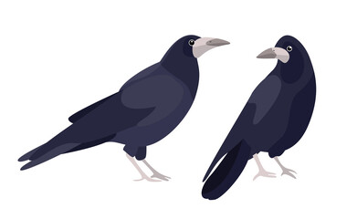 Fototapeta premium urban birds illustration vector