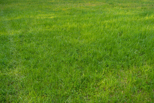 Unmowed Natural Grass Field In Nature, Top View, No People