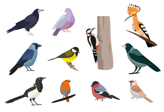 urban birds illustration vector