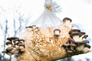 Pleurotus ostreatus, oyster mushroom, oyster mushroom or hiratake on a background of green grass. Many mushrooms grow from a bag at home