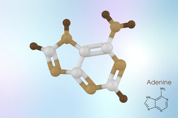 Adenine is a nucleobase, a purine derivative. It is one of the four nucleobases in the nucleic acid of DNA. 3d illustration of adenine atom