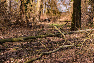 A strong hurricane simply broke off branches of a large tree and blocked a forest path