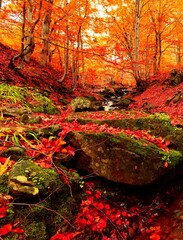 vertical  autumn scene,  small waterfall  in Carpathian forest, place near Shipot waterfall, Borzava range near Pylypets and Volovets, Ukraine, Transcarpathian region, Europe mountains