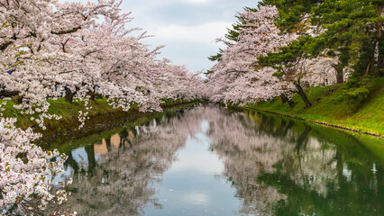 弘前城　桜　満開　絶景